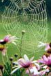 Web and Daisies